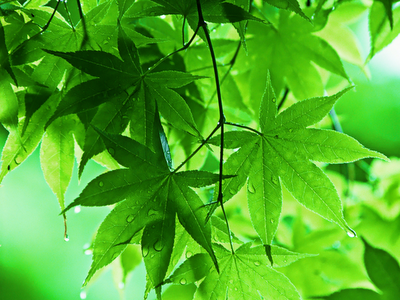 green2bmaple2bleaves2brain2bdrops2blong2bgoodbye